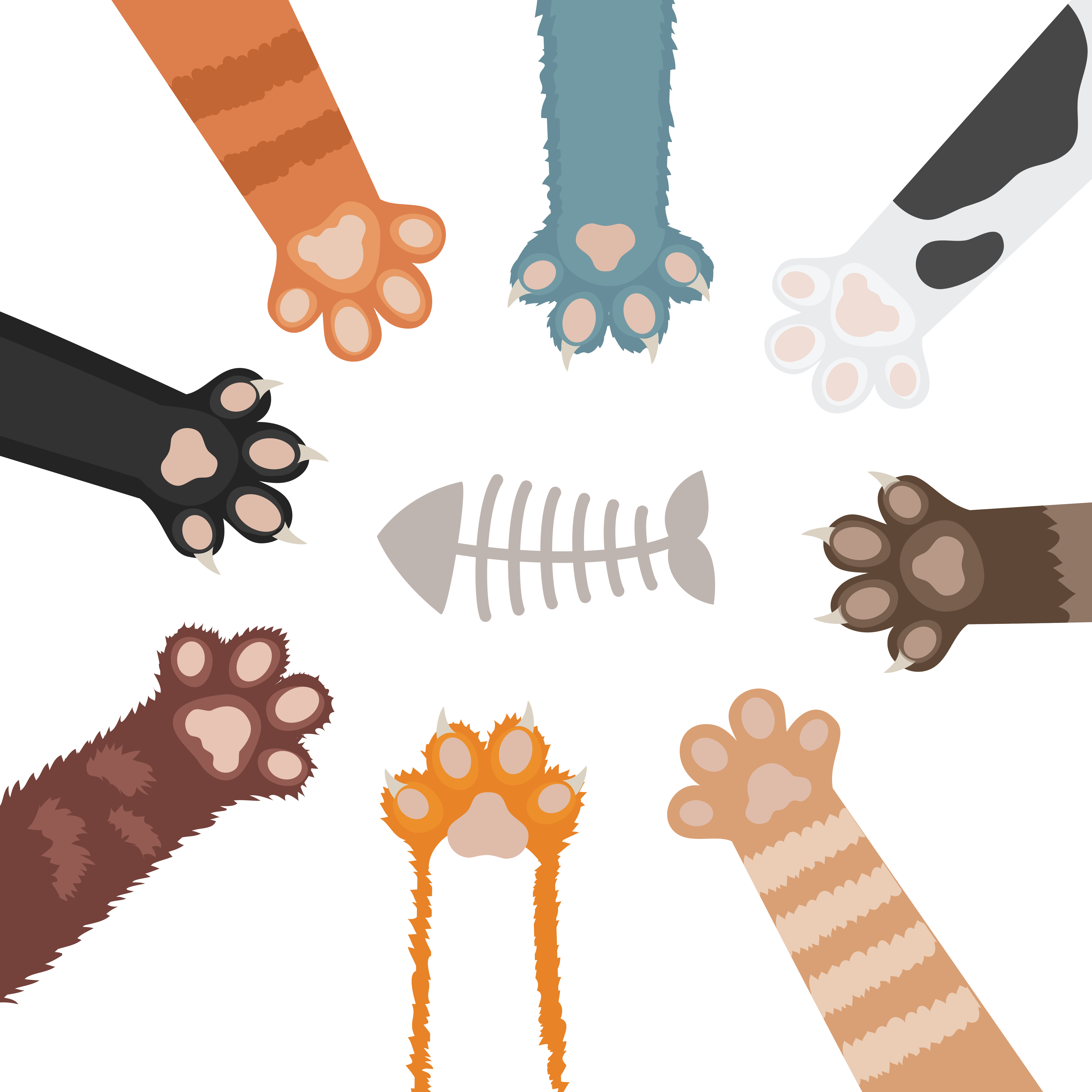cat paws